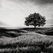 Deborland Wall Art - Coastal Roots Furniture (Courtenay, BC)