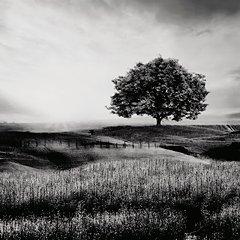 Deborland Wall Art - Coastal Roots Furniture (Courtenay, BC)